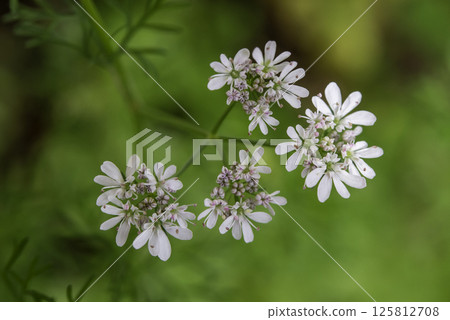 Cilantro flower 5 Cilantro flower 5 125812708