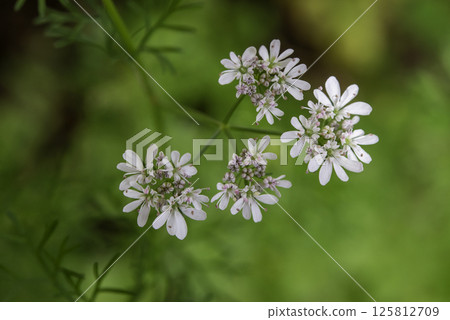 Cilantro flower 6 Cilantro flower 6 125812709