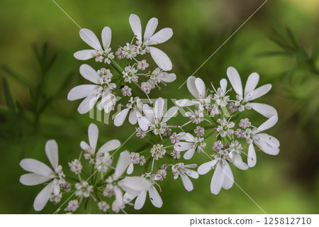 香菜花 7 125812710