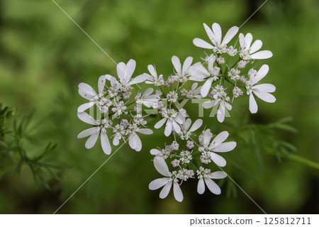 香菜花 8 香菜花 8 125812711