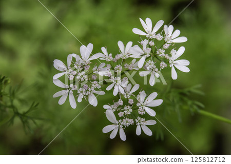 香菜花 9 125812712