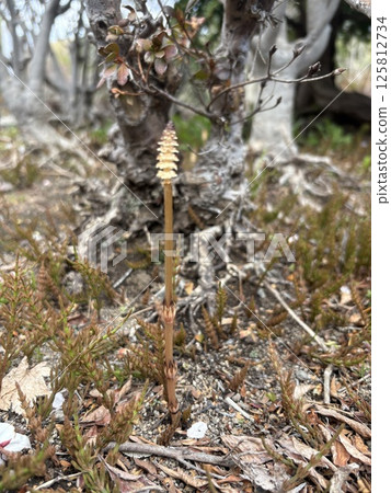 A single horsetail growing in the mountains 125812734