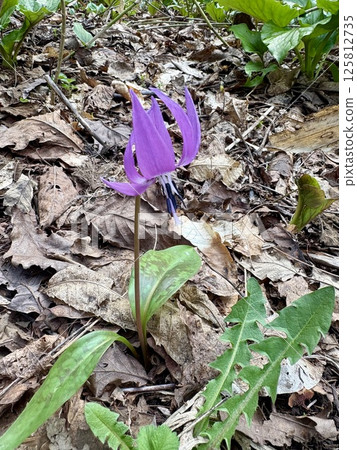 Dogtooth violet blooming in the spring field 125812735