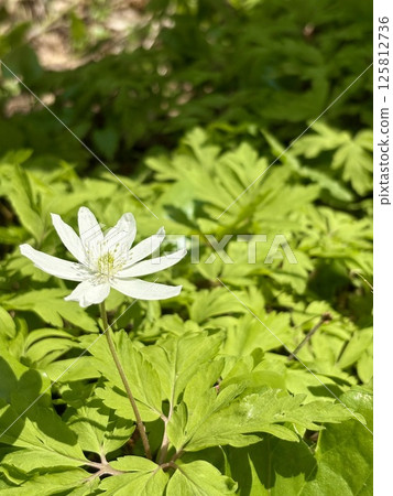 A single anemone blooming in the mountains and fields 125812736