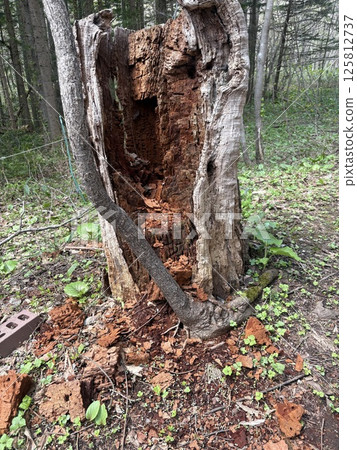 Decaying tree trunk 125812737