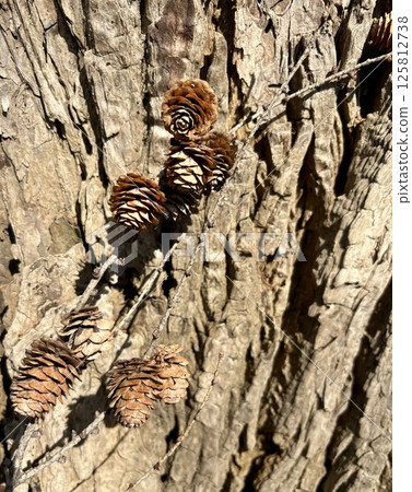 Pine cones fallen on a tree 125812738