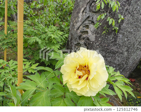 盛開的黃牡丹 125812746