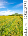 Mountain view from a wheat field 125812772