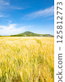 Mountain scenery seen from a wheat field 125812773