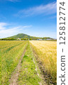 Wheat field footpath and mountain scenery 125812774