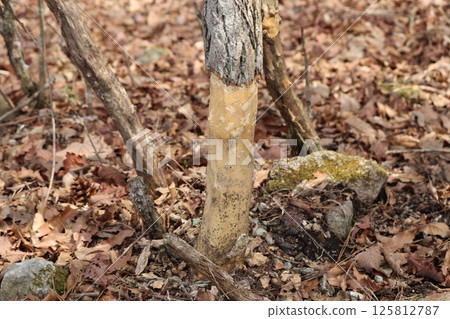 A tree whose bark has been stripped away by deer A tree whose bark has been stripped away by deer 125812787