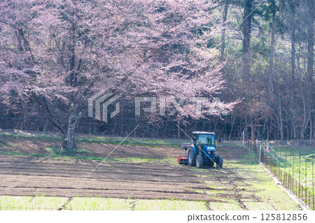 一棵櫻桃樹和一輛拖拉機 125812856