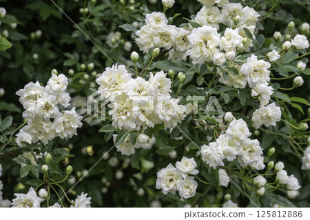 班克斯威特玫瑰，重瓣白玫瑰 5 125812886