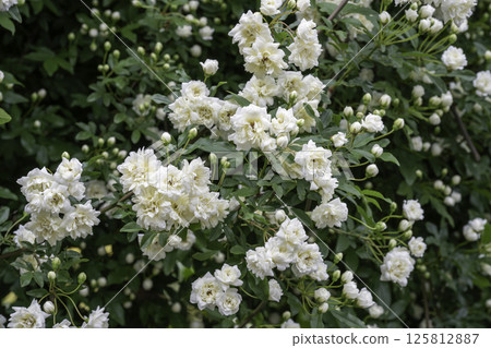 Banksweet rose, double white 6 Banksweet rose, double white 6 125812887