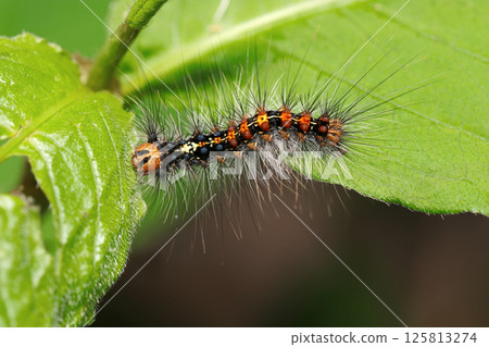 全身長滿毒刺的舞毒蛾幼蟲（自然環境下閃光燈微距攝影） 125813274
