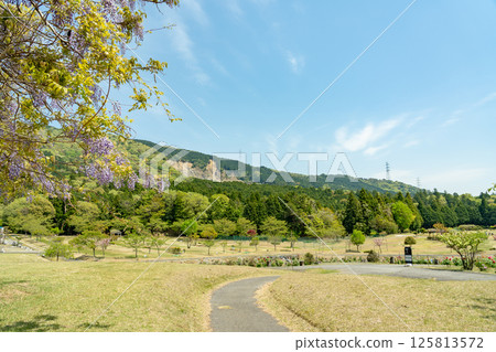 初夏的三重縣員弁市農業公園高爾夫球場的紫藤架和新綠 初夏的三重縣員弁市農業公園高爾夫球場的紫藤架和新綠 125813572