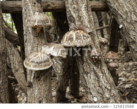 Shiitake mushrooms on logs 14 Shiitake mushrooms on logs 14 125813589