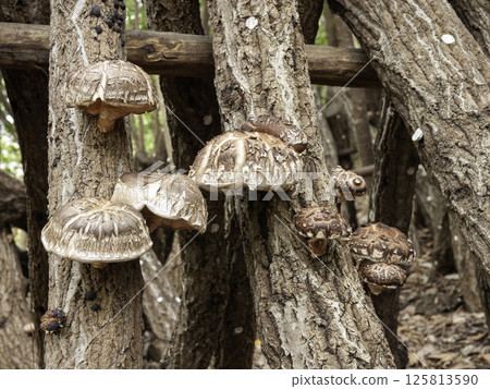 Shiitake mushrooms on logs 15 Shiitake mushrooms on logs 15 125813590