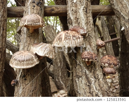 Shiitake mushrooms on logs 16 Shiitake mushrooms on logs 16 125813591