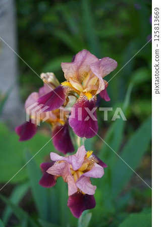 purple flowers blooming in the garden 125813669