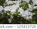 White azalea 1 125813726