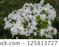White azalea 2 125813727