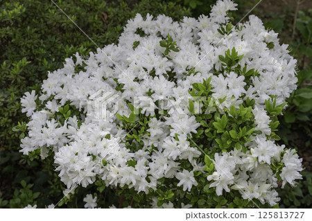 White azalea 2 125813727