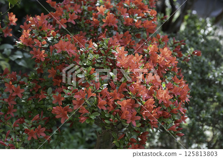 Miyamakirishima 6 125813803