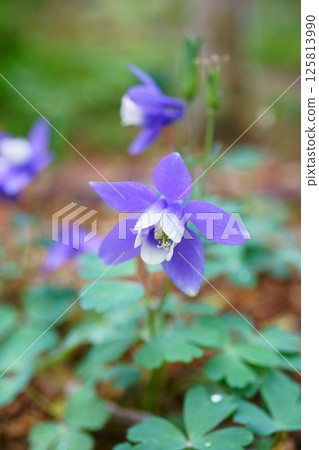 7817 日本耬斗菜 125813990