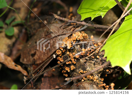 A dense colony of Aoki-Ochibatake mushrooms growing on rotting branches under a Japanese laurel tree (macro flash photography in the natural environment) 125814156