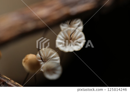 The hard black stem and folds on the underside of a very small Aokichobatake mushroom (macro flash photography in the natural environment) 125814246