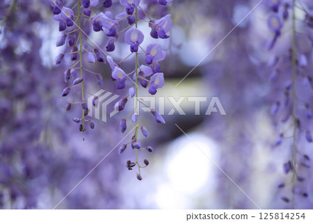 紫藤花的景觀 125814254