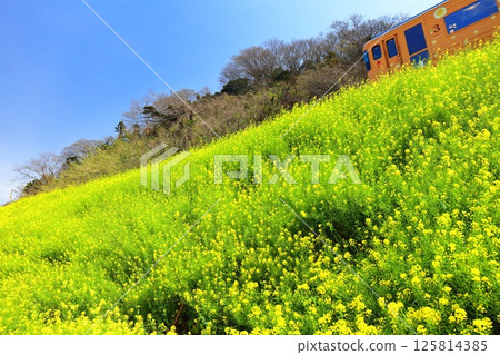 [Ehime Prefecture] Canola flower fields and trains in Urusumi on a clear day 125814385