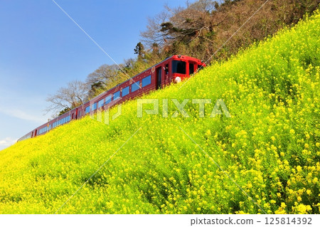 [Ehime Prefecture] Canola flower fields and trains in Urusumi on a clear day 125814392