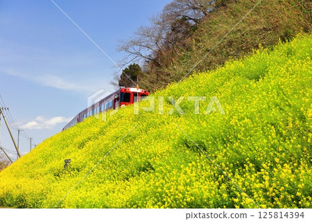 【愛媛郡】晴天的烏墨島油菜花田與火車 125814394