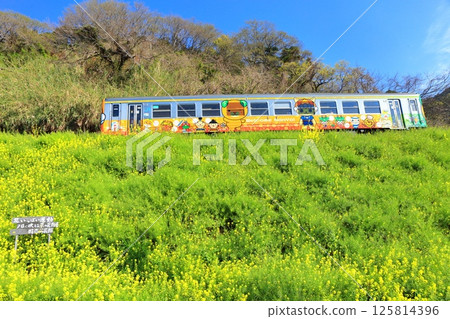 【愛媛郡】晴天的烏墨島油菜花田與火車 125814396