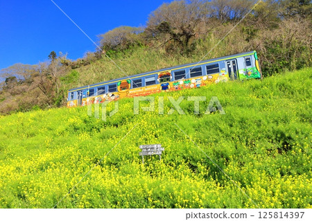 【愛媛郡】晴天的烏墨島油菜花田與火車 125814397