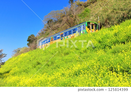 [Ehime Prefecture] Canola flower fields and trains in Urusumi on a clear day 125814399