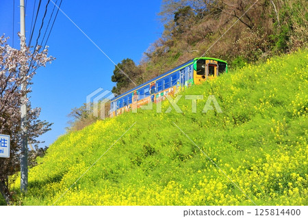 [Ehime Prefecture] A clear day in Urusumi, with rapeseed fields, cherry blossoms in full bloom, and a train 125814400