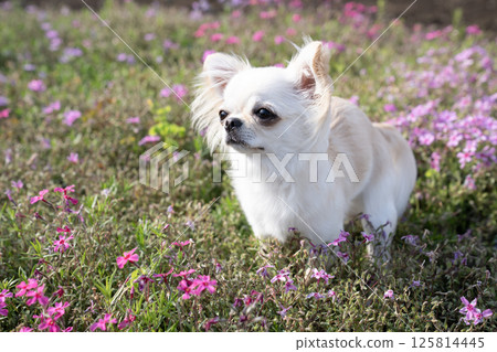 苔蘚福祿考和吉娃娃 125814445