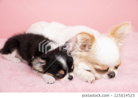 Pink back and two sleeping chihuahuas 125814523
