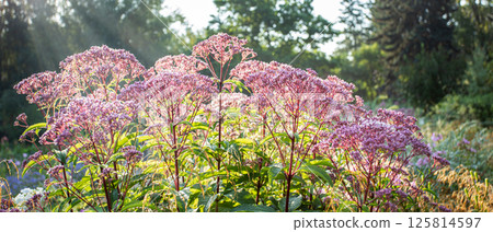 Backlit sunlight garden scene of blooming pink weed flowers glowing in warm sun. Beauty in nature. Backlit sunlight garden scene of blooming pink weed flowers glowing in warm sun. Beauty in nature. 125814597