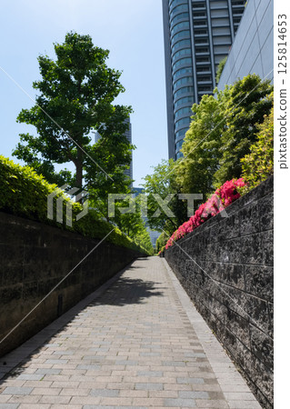 A view of a walkway lined with azaleas and skyscrapers A view of a walkway lined with azaleas and skyscrapers 125814653