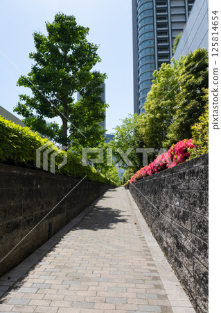 杜鵑花與摩天大樓林立的人行道景觀 杜鵑花與摩天大樓林立的人行道景觀 125814654
