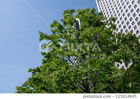 Landscape of the office area with green 125814695
