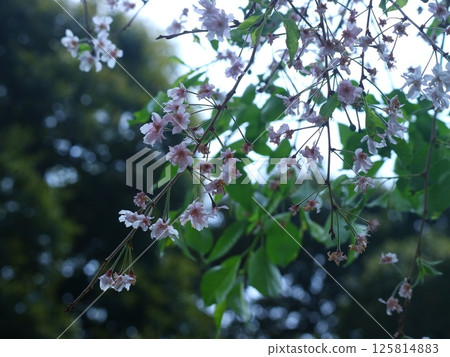 Weeping cherry tree Weeping cherry tree 125814883