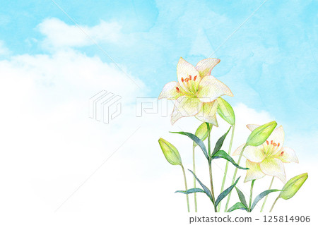 Watercolor illustration: Blue sky and white lily flower field 125814906