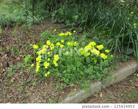 小島花園裡盛開的黃色花朵是酢漿草。 小島花園裡盛開的黃色花朵是酢漿草。 125814953