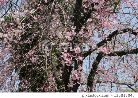 Walked in the neighborhood 125815043