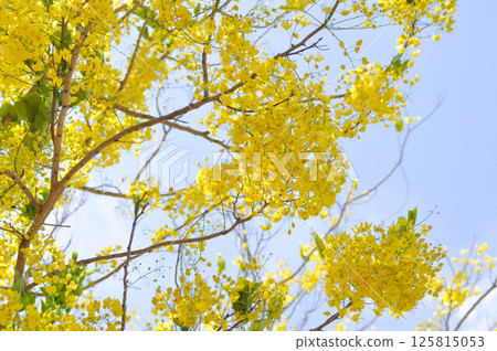 Golden shower , Cassia fistula or pudding pipe tree or Cassia fistula Linn and sky 125815053